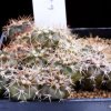Copiapoa_gigantea